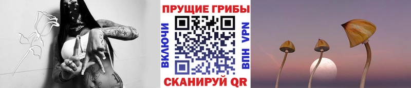 ссылка на мегу зеркало  Калач  сайты даркнета какой сайт  Псилоцибиновые грибы GOLDEN TEACHER 